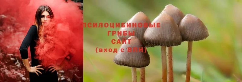 Галлюциногенные грибы Cubensis  omg tor  Солигалич 